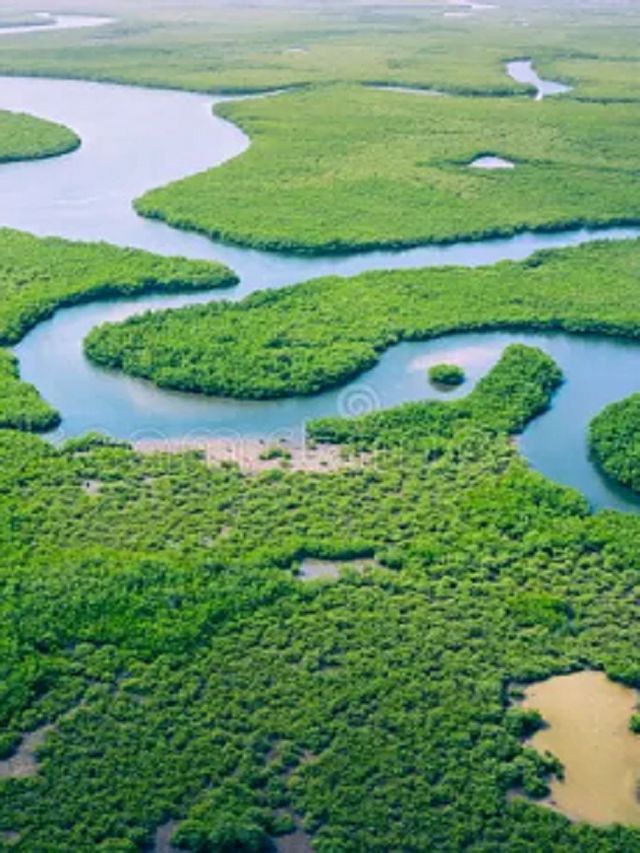 10 Amazon Rainforest