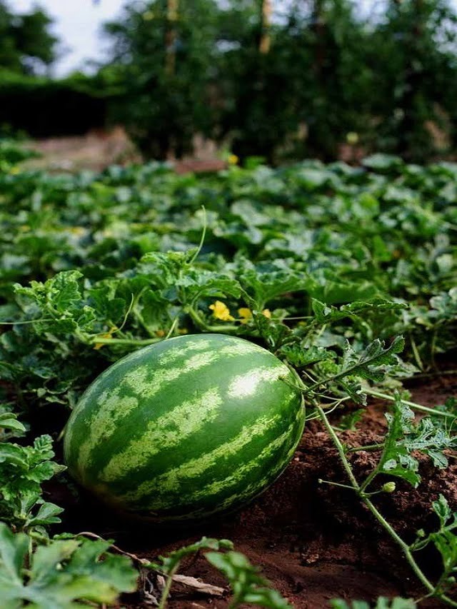 watermelon plant